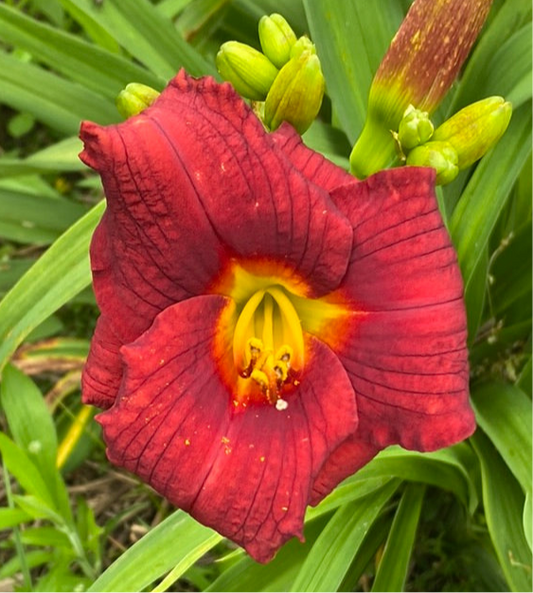 Broadway valentine, perennial Daylily