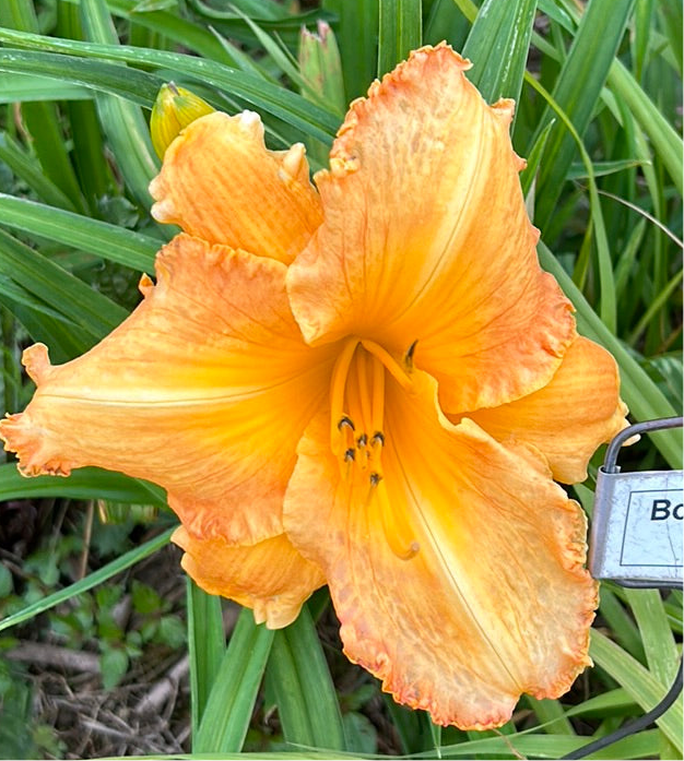 Bottom dollar baby, perennial Daylily