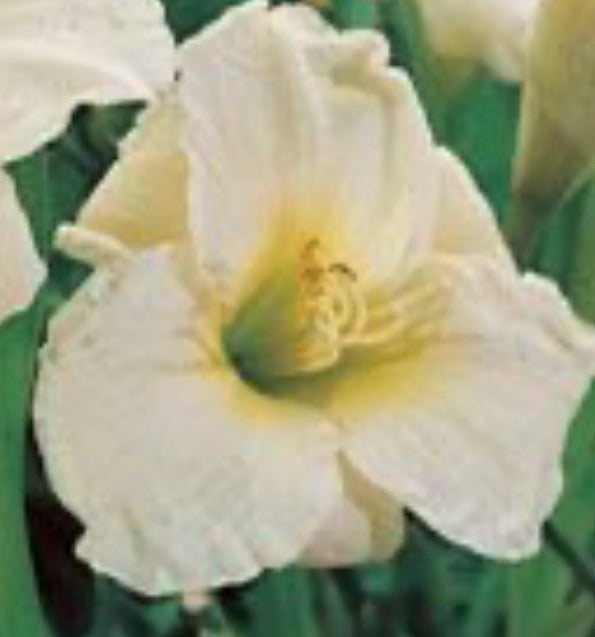 English Cameo Daylily Perennial Plant