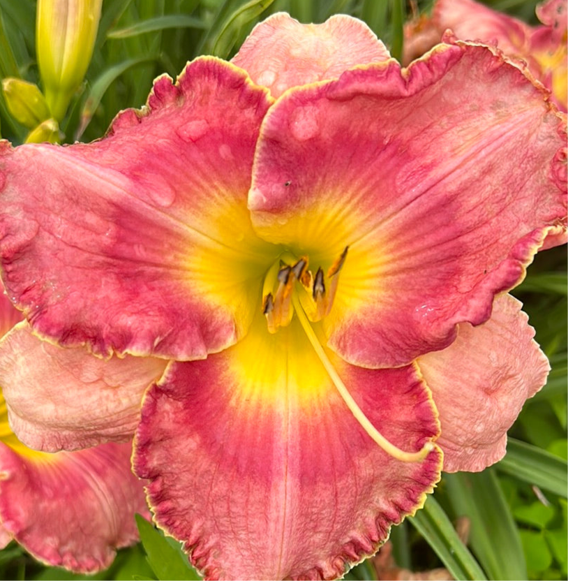 Chapel of love, perennial Daylily