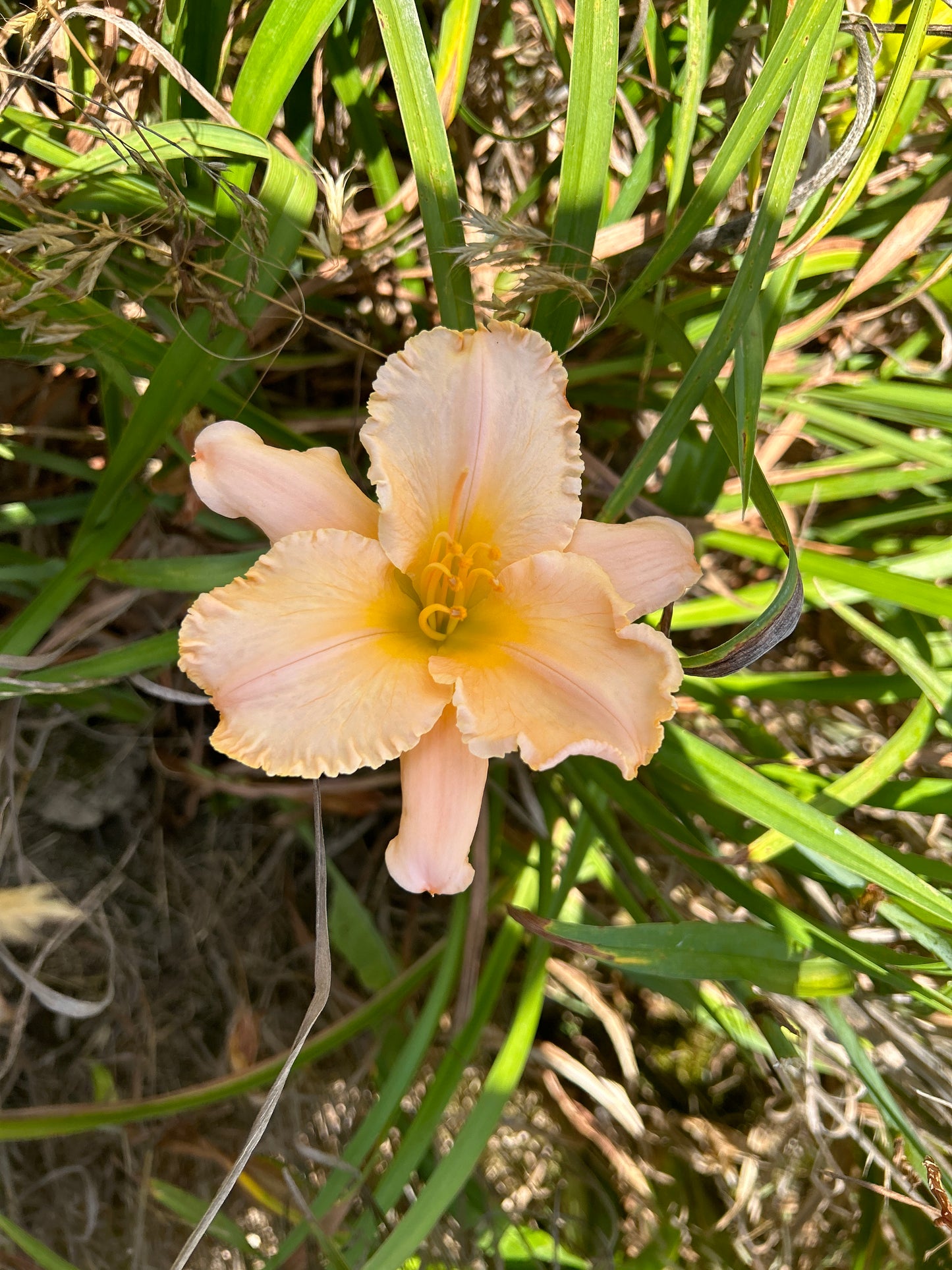 Elizabeth Salter, perennial Daylily