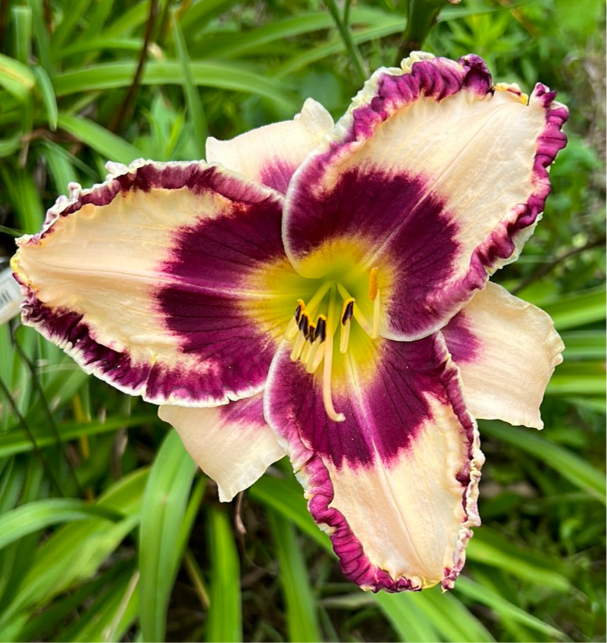 Sam Abell, perennial Daylily