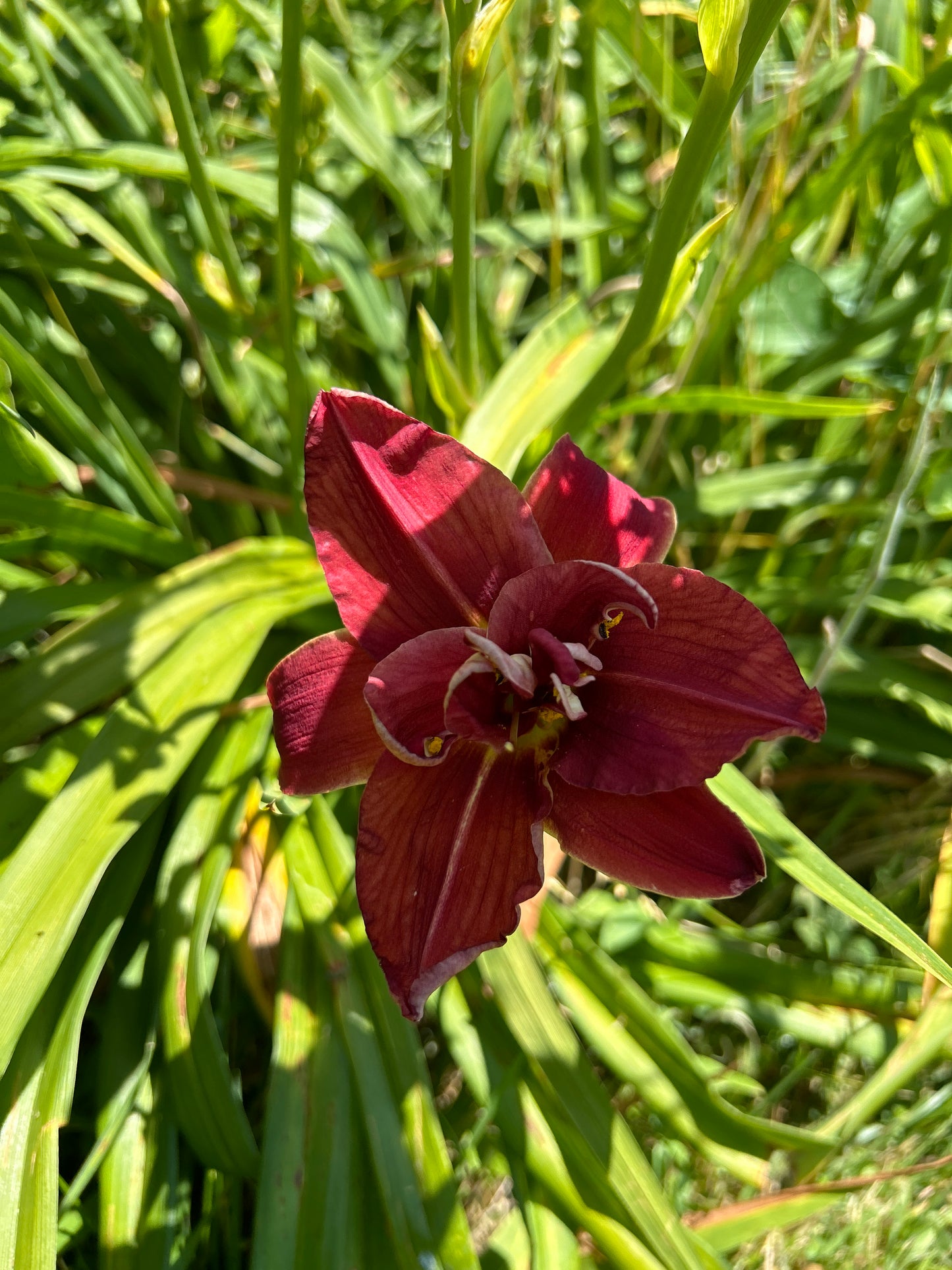 Topguns fireball, perennial Daylily