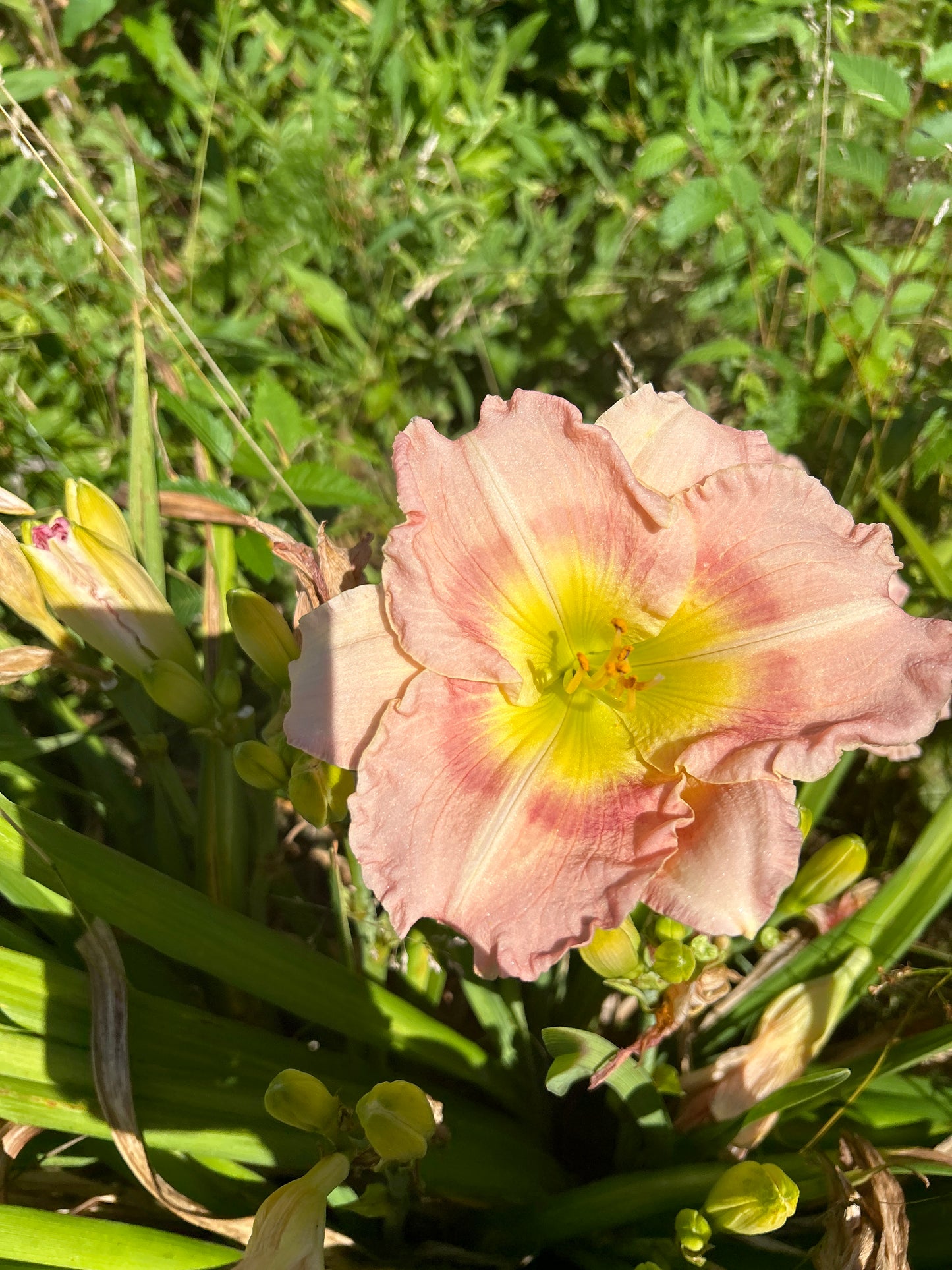 Behold the heavens, perennial Daylily