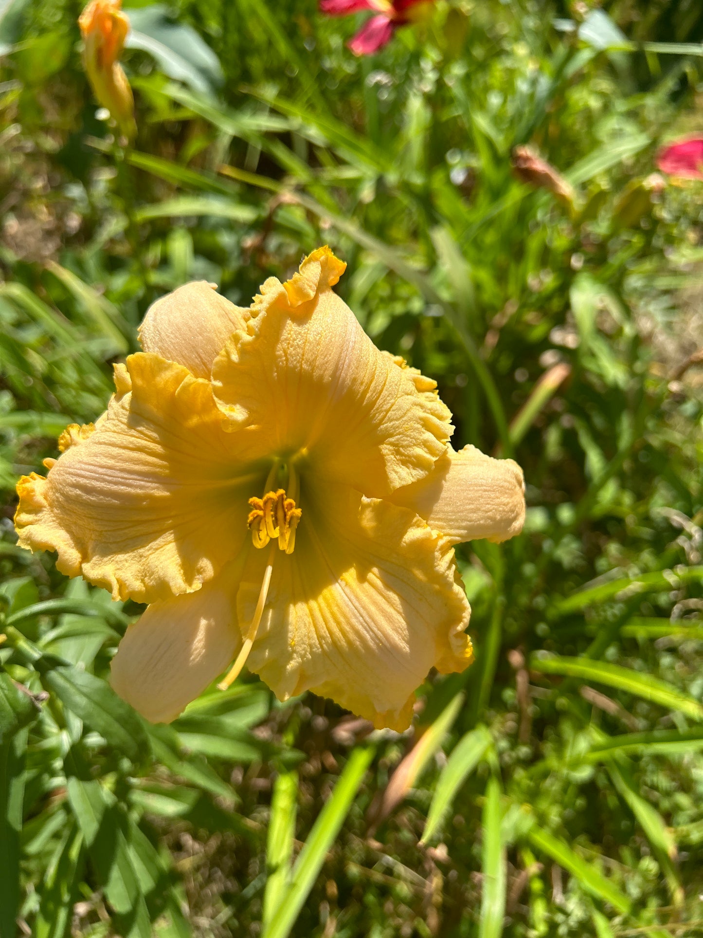 Presumed innocent, perennial Daylily