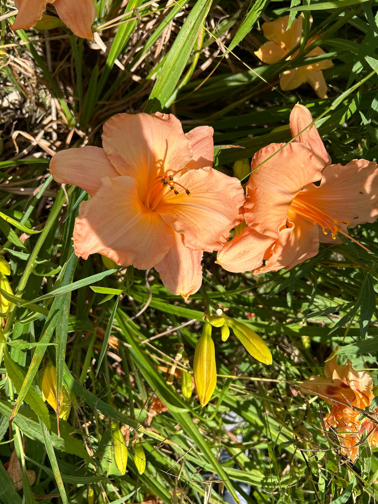 Queen conch, perennial Daylily