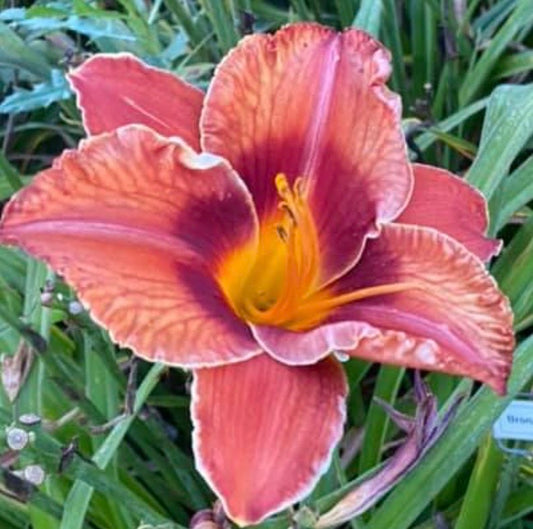 Bronzed Apollo Daylily Perennial Plant