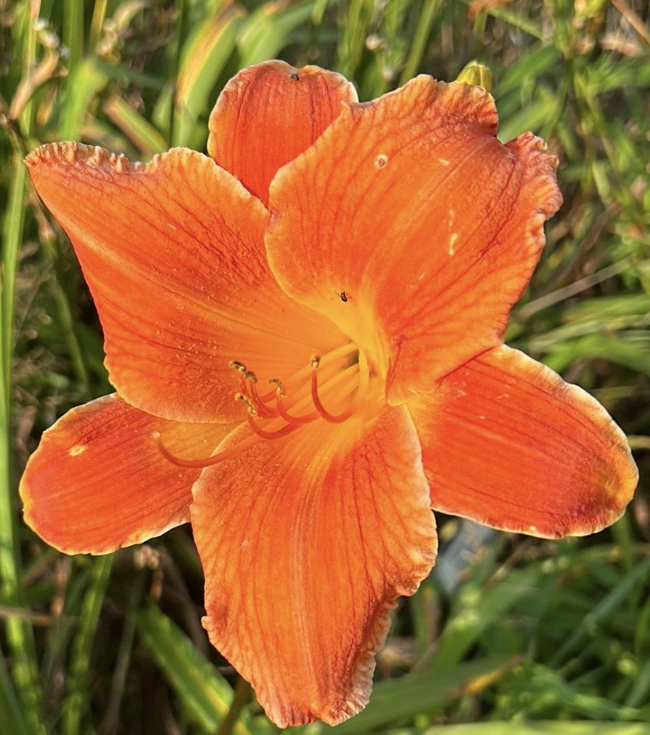 Highland hot stuff, perennial Daylily