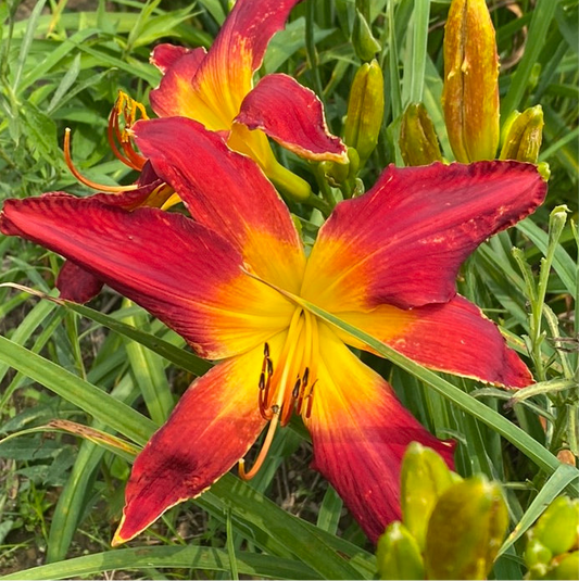 Fireborn, perennial Daylily