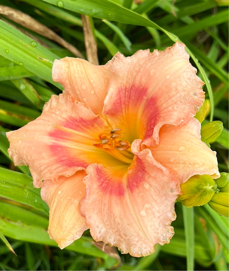 Pink cotton candy, perennial Daylily