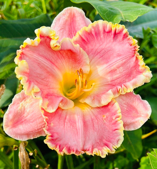 Shores of time, perennial Daylily