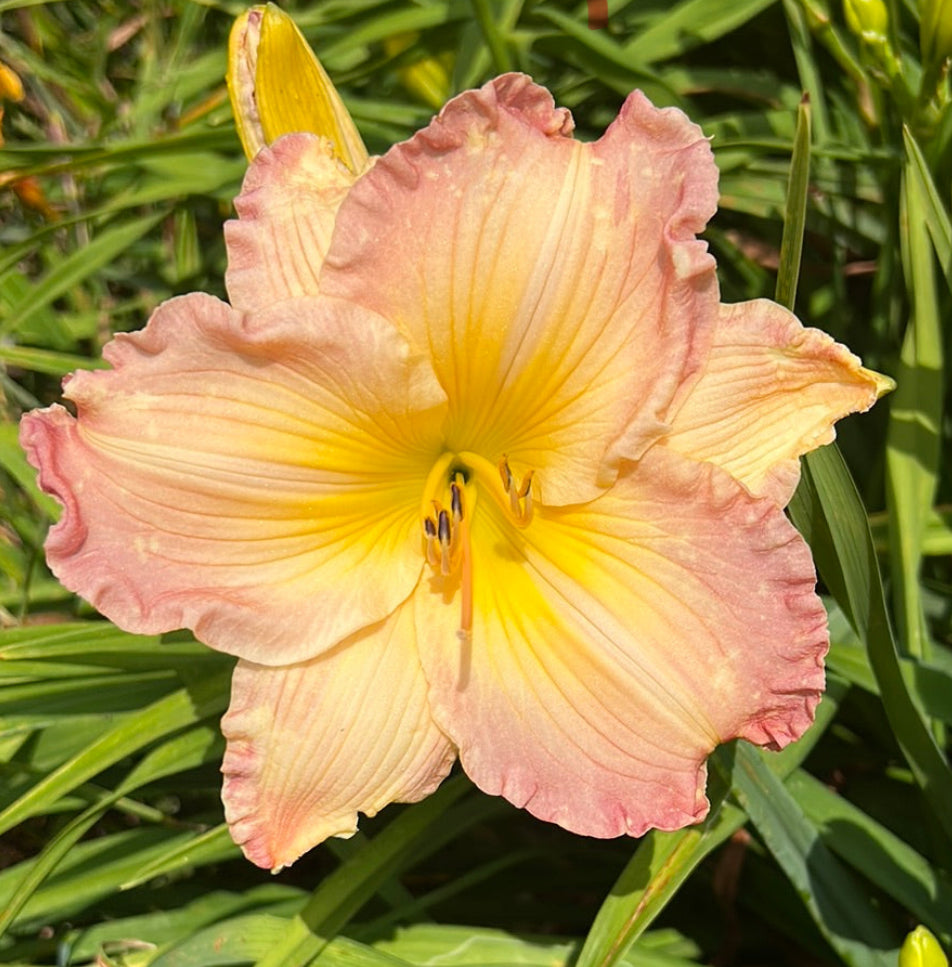 Pleasant edging, perennial Daylily