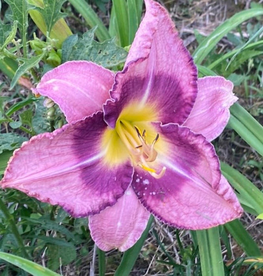 Druid’s Chant, perennial Daylily