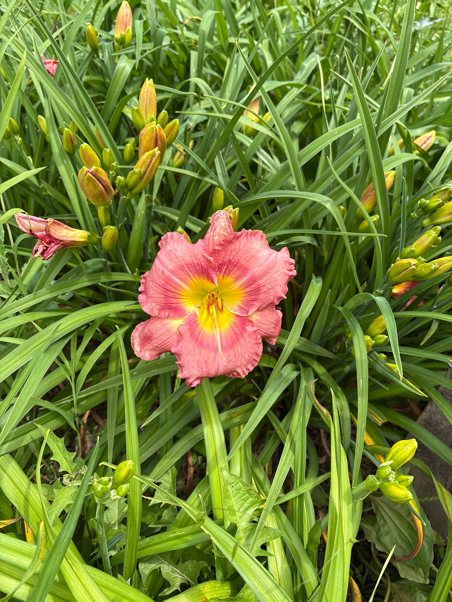 Jacks are wild, perennial