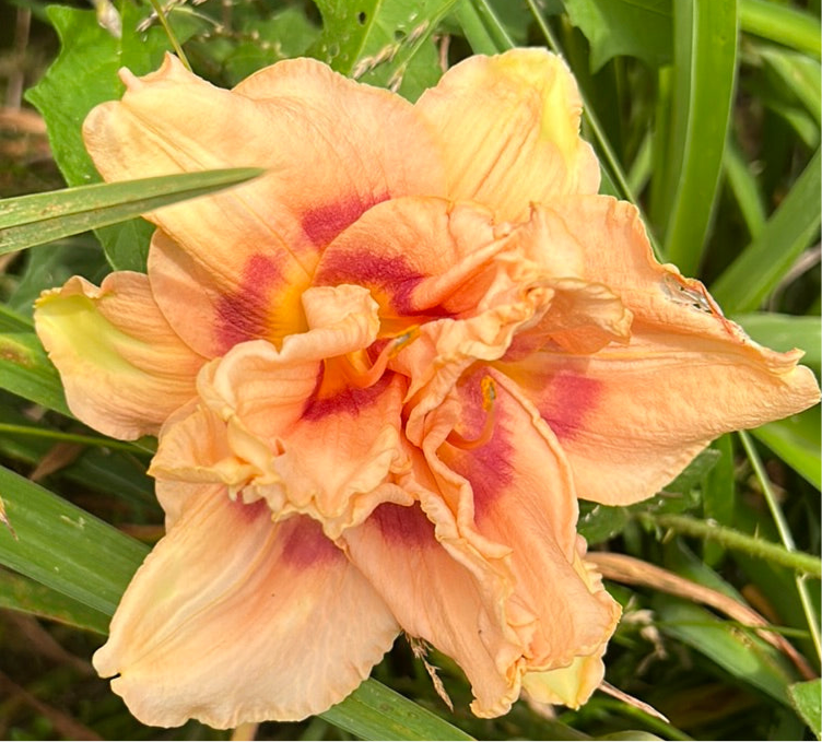 Both sides now, perennial Daylily