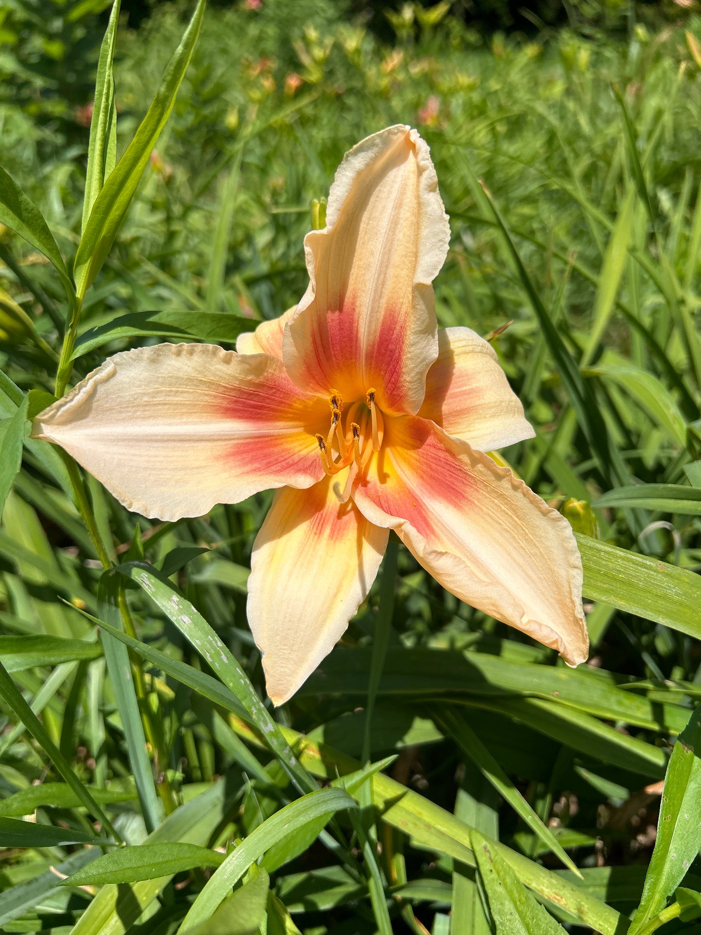 Femme De Joie, perennial Daylily