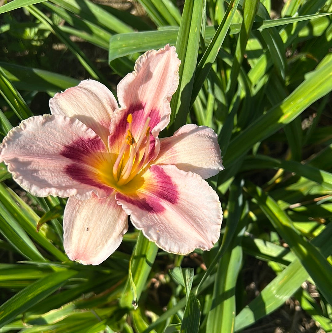 Wineberry candy, perennial Daylily