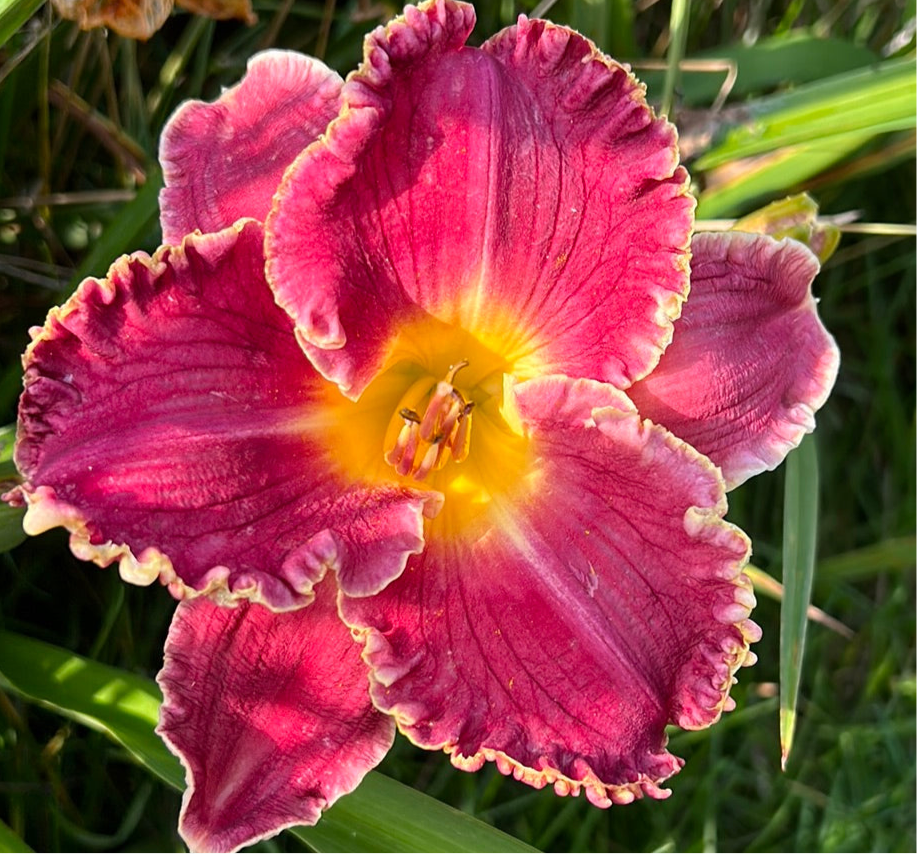 Seize the night, perennial Daylily