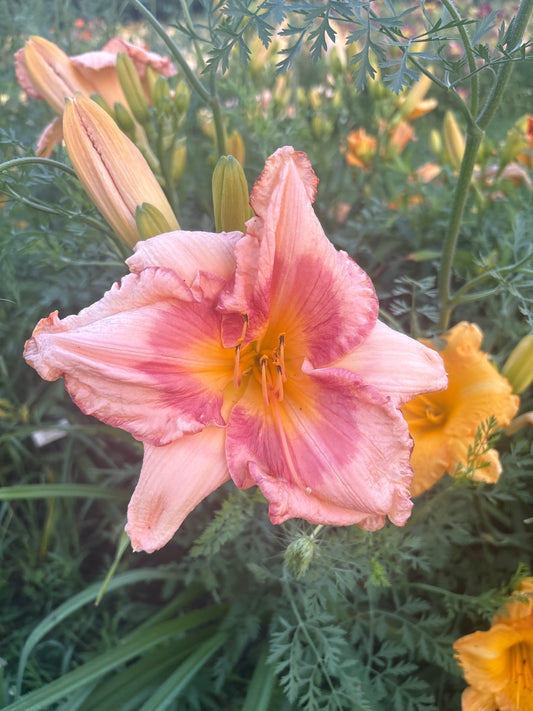 Bunny Eyes, perennial Daylily