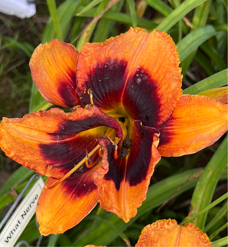 What nerve, perennial Daylily?