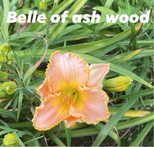 Belle of Ashwood Daylily Perennial Plant