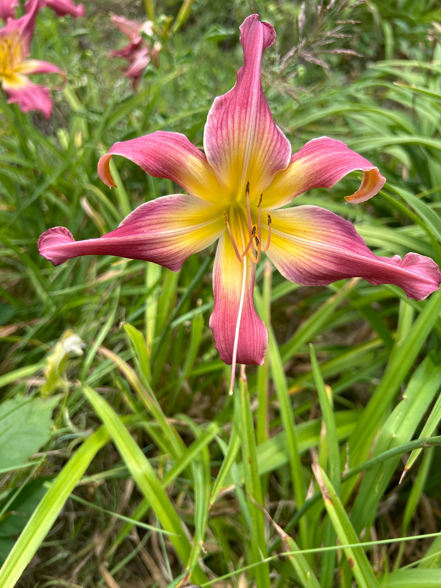 Lake Norman spider, perennial Daylily