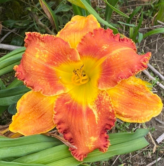 Dusty dirt road perennial Daylily