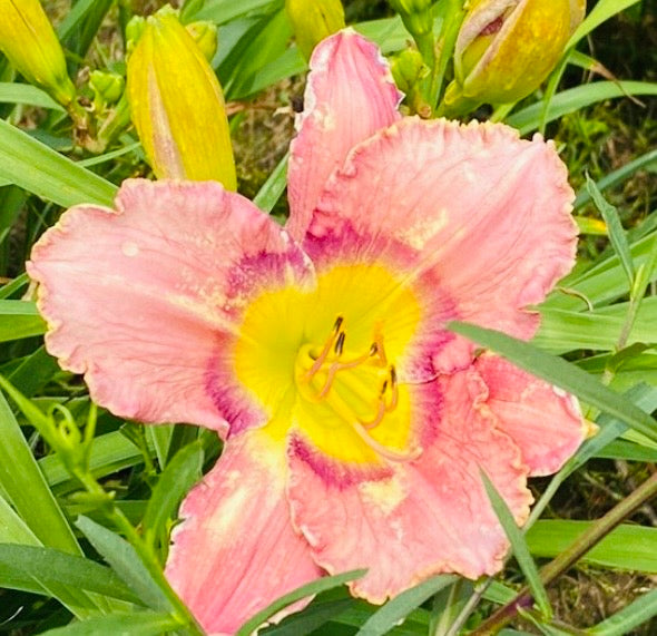 Bold secret, perennial Daylily