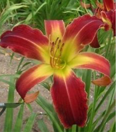 Aabaa Daylily Perennial Plant