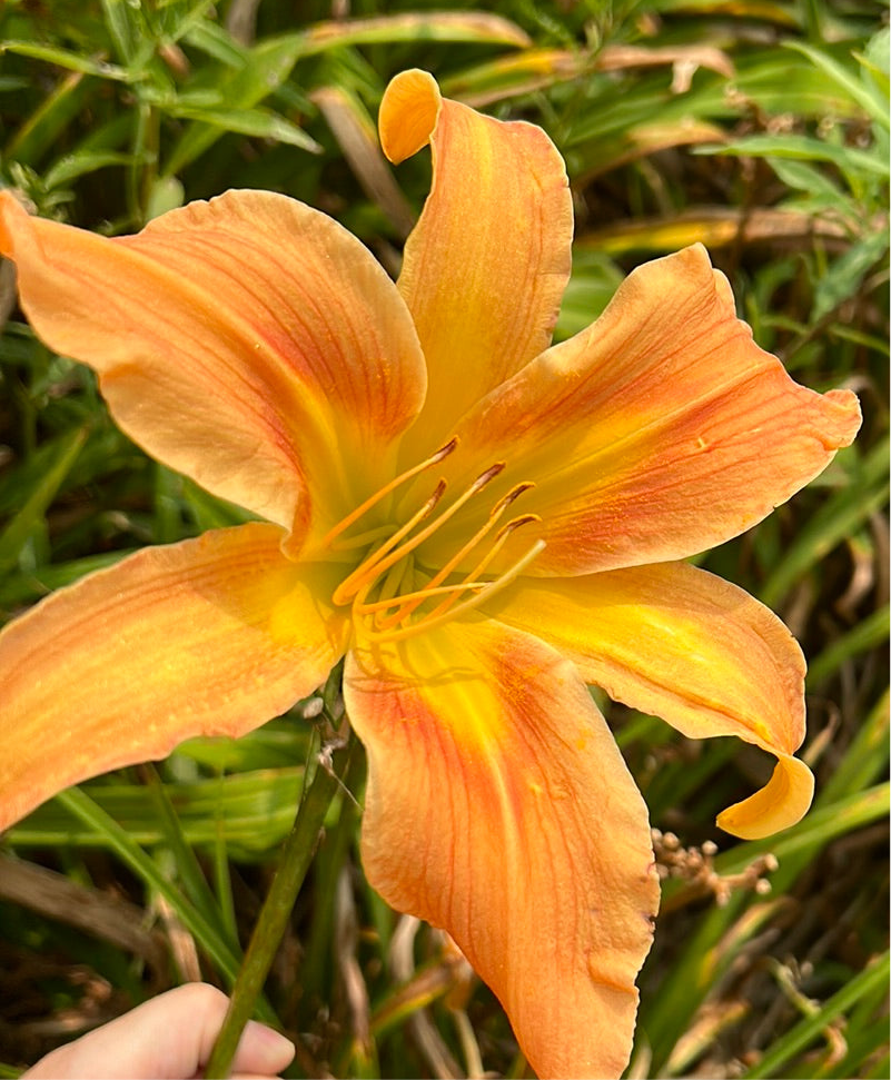 All American windmill, perennial Daylily