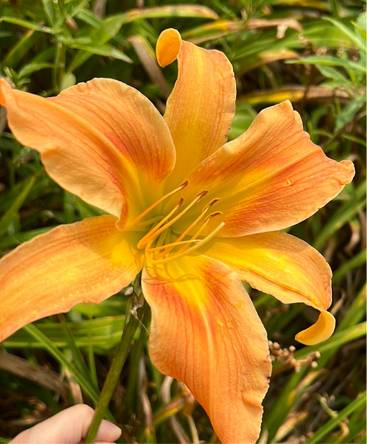 All American windmill, perennial Daylily