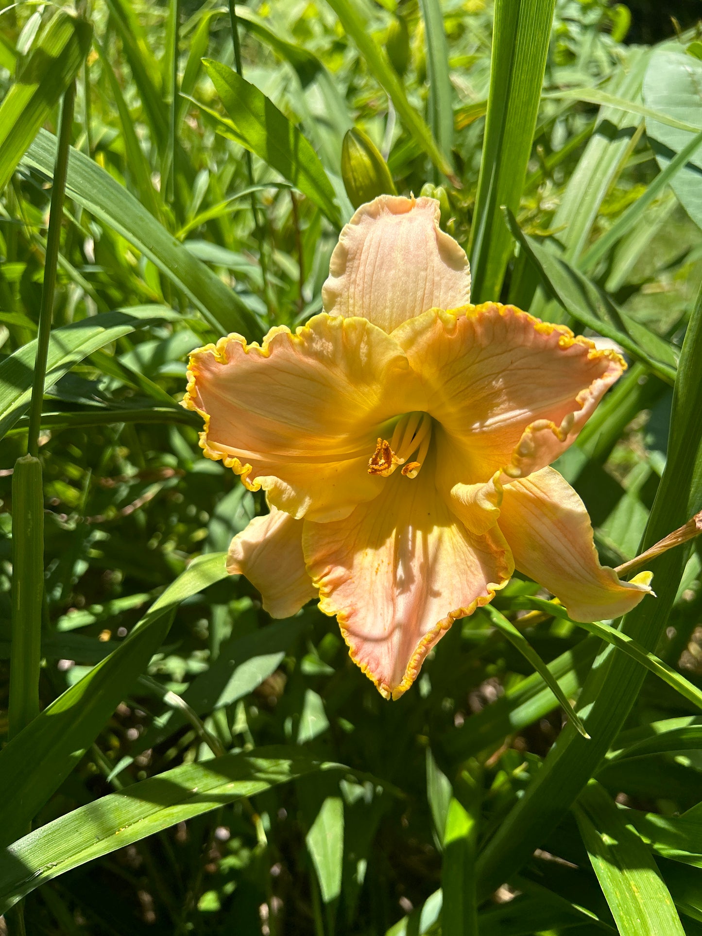 Wren’s Song, perennial Daylily