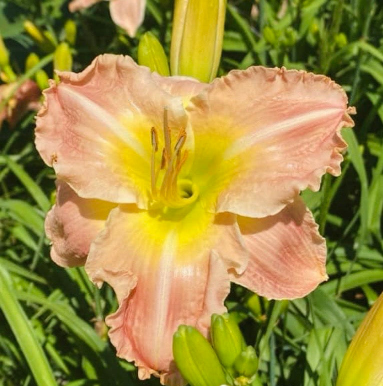 Arigatou Daylily Plant