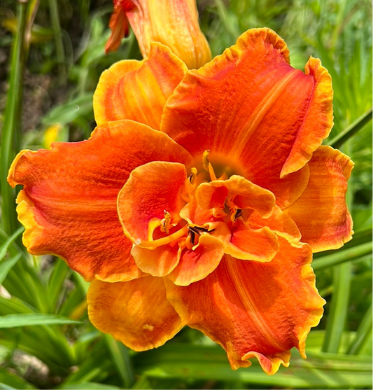 Cluster muster, perennial Daylily