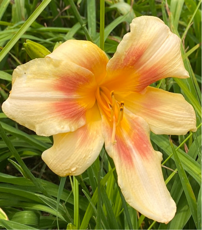 Femme De Joie, perennial Daylily