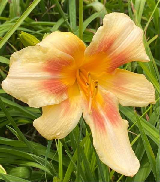 Femme De Joie, perennial Daylily