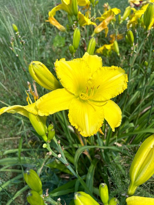 Alpha Centauri, perennial Daylily