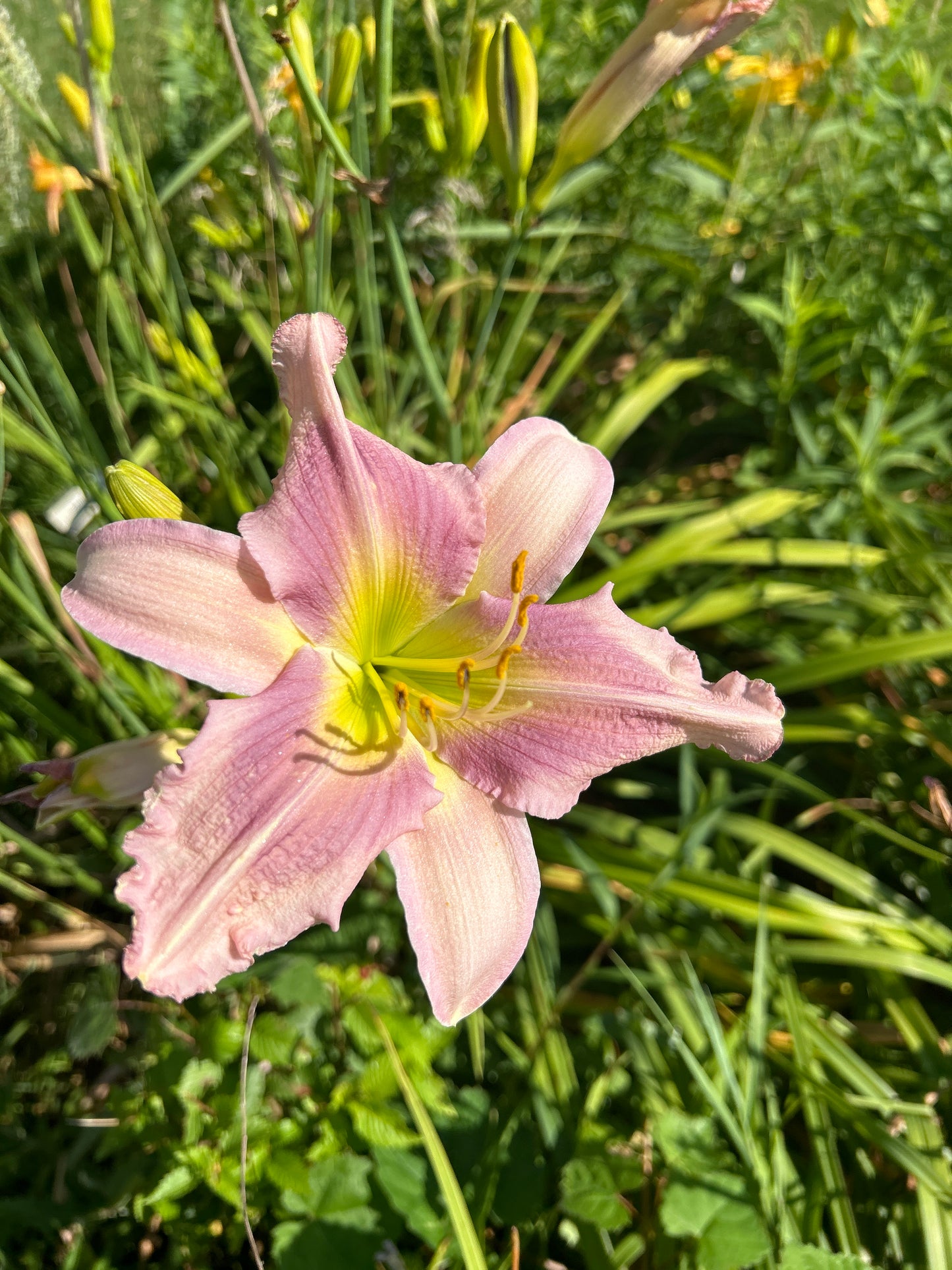 She-ra, perennial Daylily