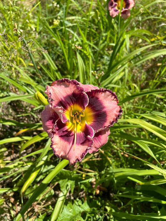 Queen of Everything Daylily Perennial Plant