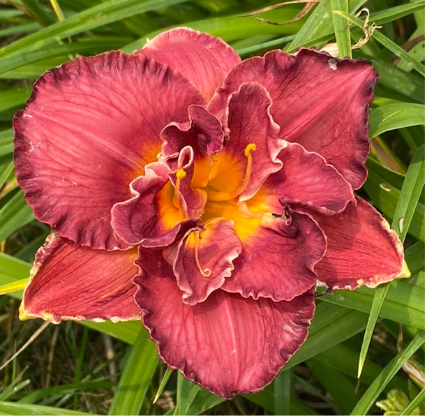 BJ and ED, perennial Daylily