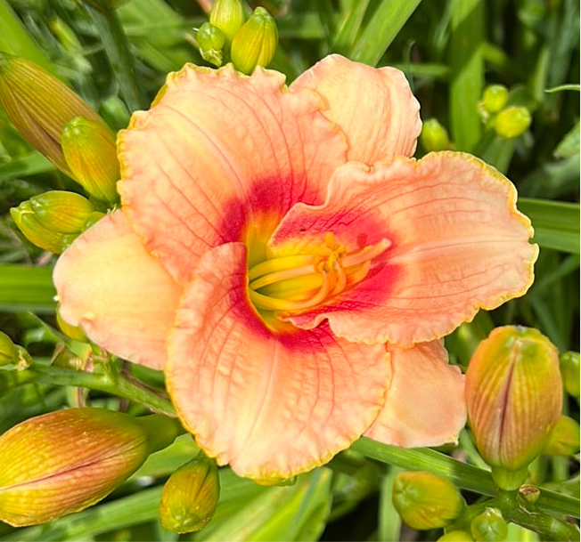 Broadway gal, perennial Daylily