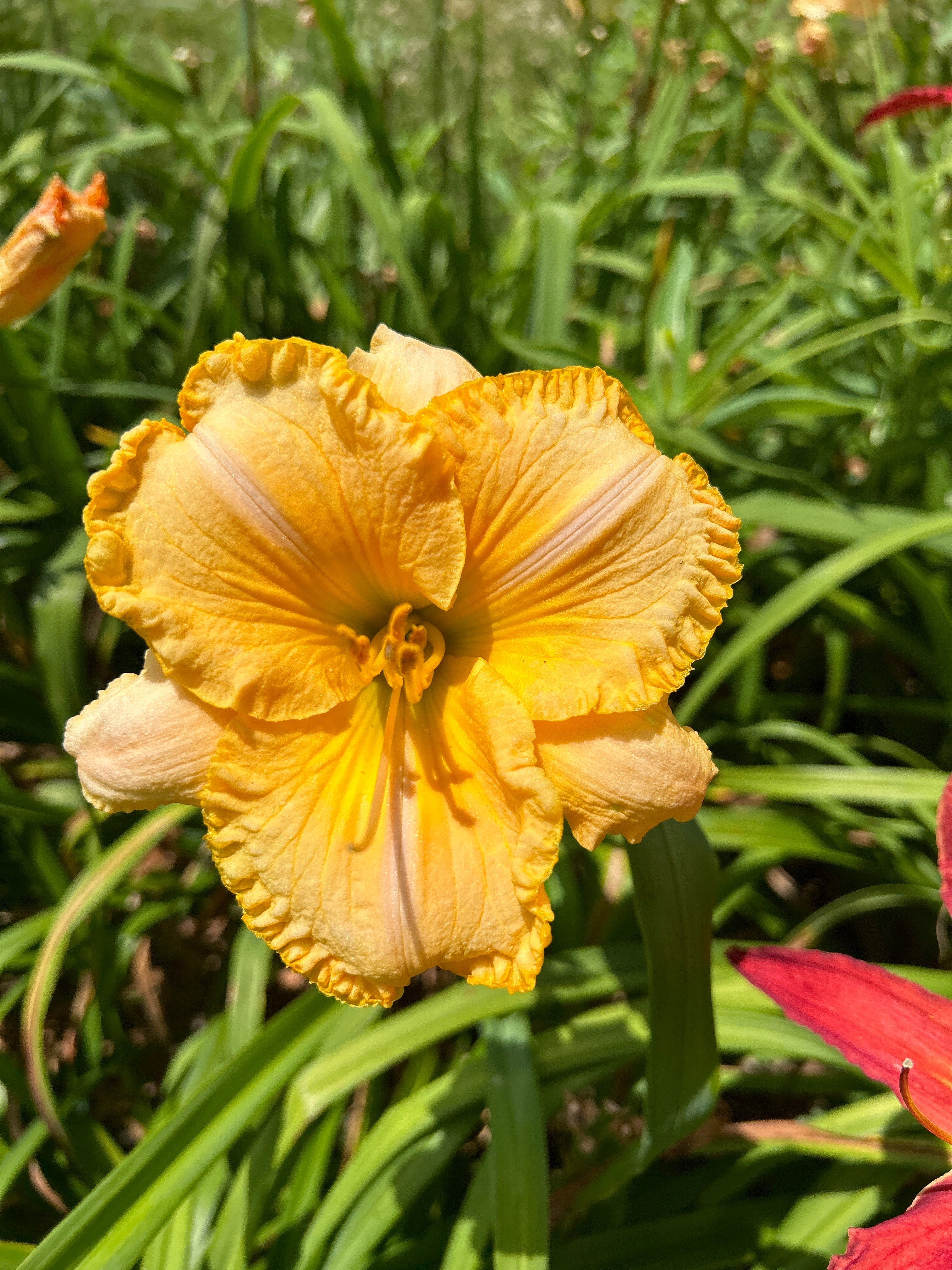 God’s handiwork – Daylilies on the Prairie