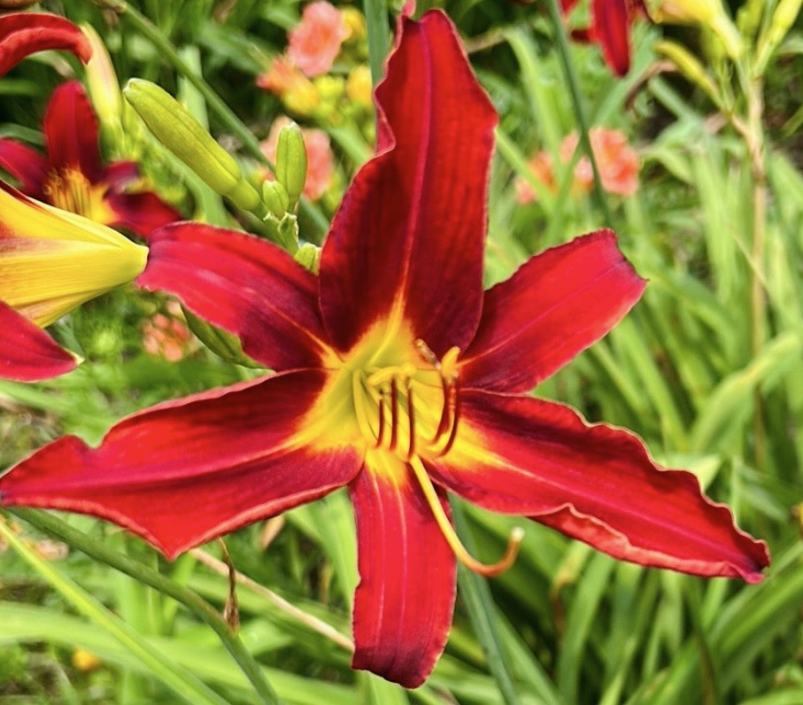 Hummingbird, perennial Daylily