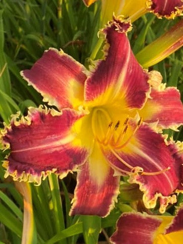 Daylilies on the Prairie