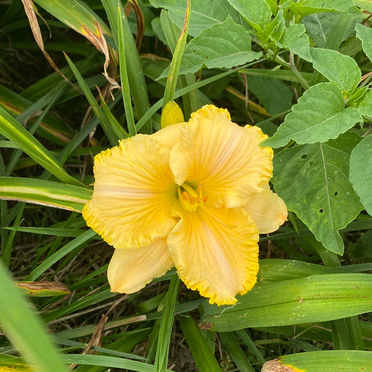 Moon over Monterey, perennial Daylily