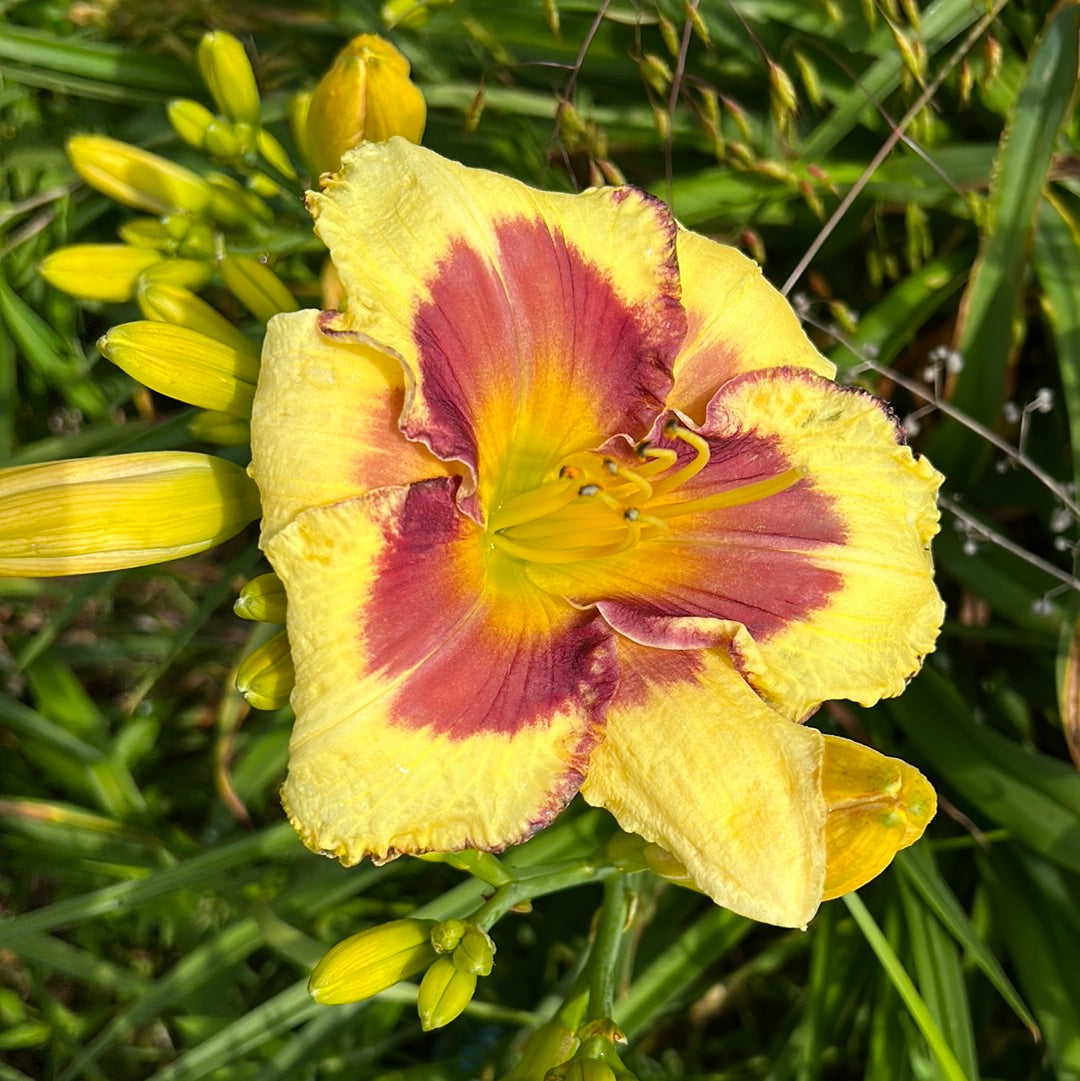 Desperado love, perennial Daylily