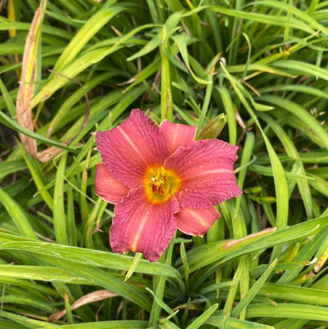 Little wine cup, perennial Daylily