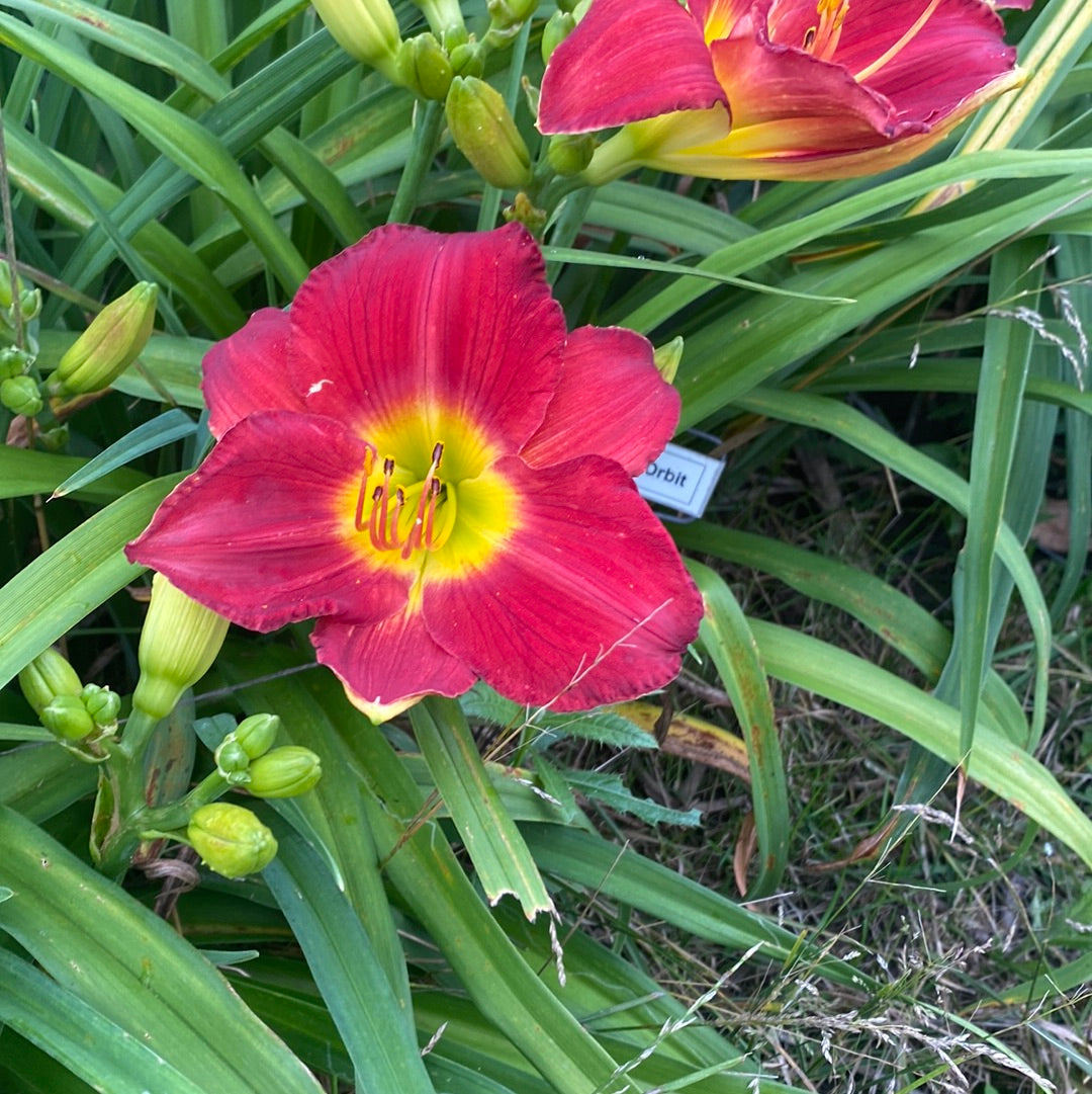 Scarlet orbit, perennial Daylily