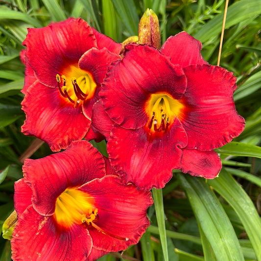 Eye of Vesuvius, perennial Daylily