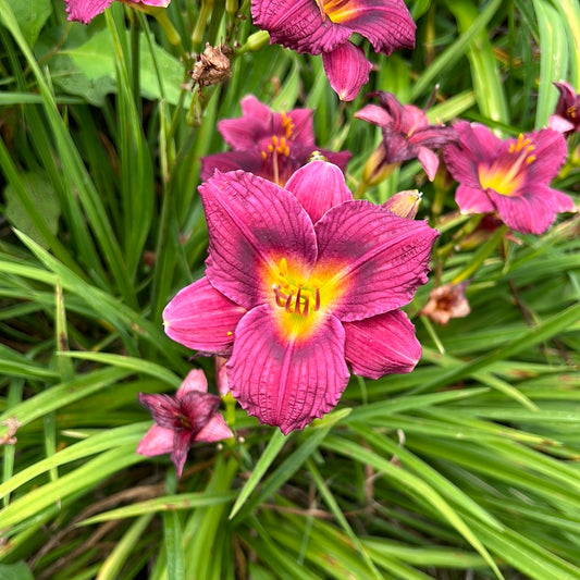 Pompeian Purple, perennial Daylily